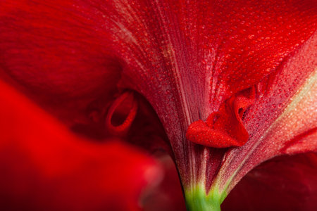 abstract close-up  nature texture red winter christmas flower amaryllis Merry Christmasの写真素材