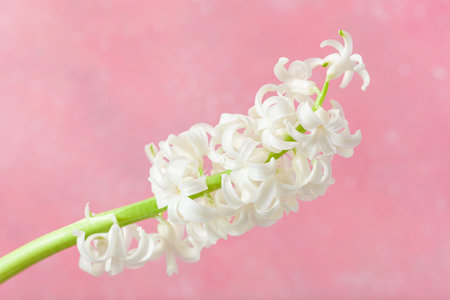 white hyacinth traditional winter christmas or spring flower on pink backgroundの写真素材