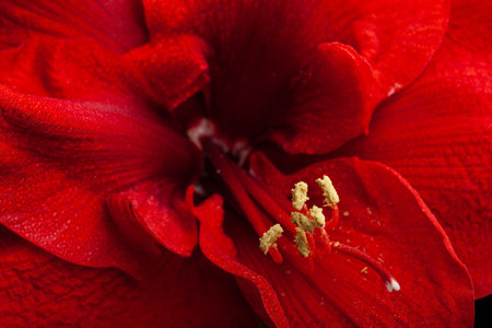abstract close-up nature texture red winter christmas flower amaryllis Merry Christmasの写真素材