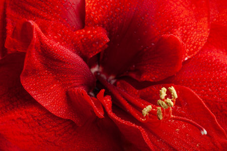 abstract close-up  nature texture red winter christmas flower amaryllis Merry Christmasの写真素材