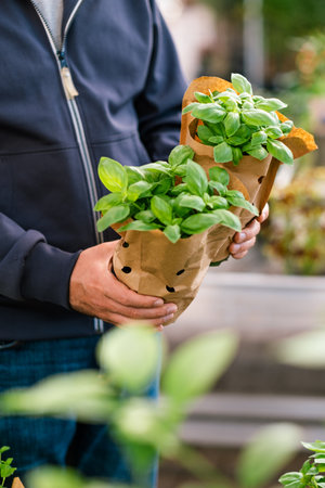 man customer hand choosing basil herb for planting in garden centerの写真素材