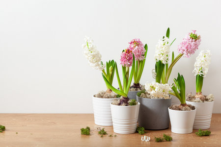 white pink hyacinth traditional winter christmas or spring flowerの写真素材