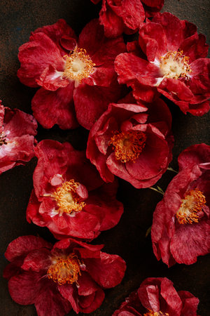 a beautiful pink red dog rose flowers backgroundの写真素材