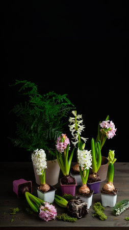 planting winter or spring flowers hyacinth on black backgroung, gardening conceptの写真素材