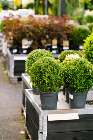 European box plant sold in a garden centerの写真素材