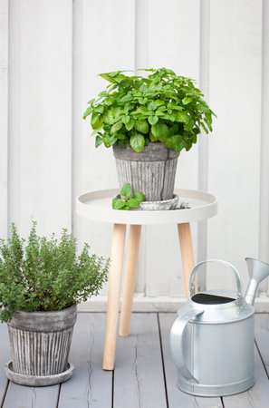 lemon balm (melissa) and thyme herb in flowerpot on balcony, urban container garden conceptの写真素材