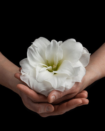 hands holding white fragile flower on black background, care love tenderness sensitivity conceptの写真素材