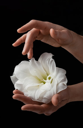 hands holding white fragile flower on black background, care love tenderness sensitivity conceptの写真素材