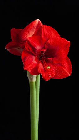 red winter christmas flower amaryllis Merry Christmas on black backgroundの写真素材