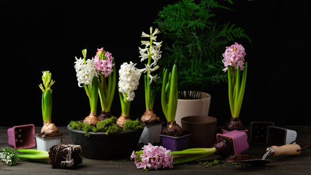 planting winter or spring flowers hyacinth on black backgroung, gardening conceptの写真素材