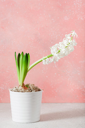 white hyacinth traditional winter christmas or spring flower on pink backgroundの写真素材