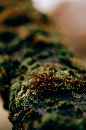 dark moody tree with moss background textureの写真素材