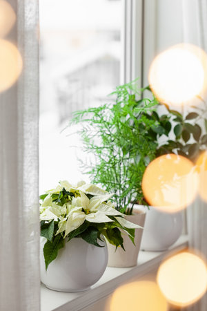 white cozy window arrangement, winter christmas concept, poinsettia flower, lightsの写真素材