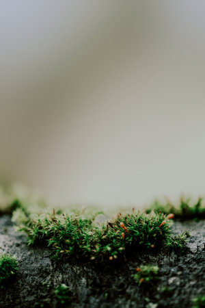 dark moody tree with moss background textureの写真素材