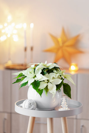 festive cozy interior arrangement, winter christmas concept, white poinsettia flower, lightsの写真素材
