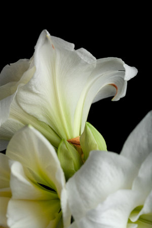 white winter christmas flower amaryllis on black backgroundの写真素材