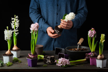 man gardener planting winter or spring flowers hyacinth on black backgroundの写真素材
