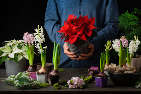 man gardener planting winter or spring flowers hyacinth poinsettia on black backgroundの写真素材