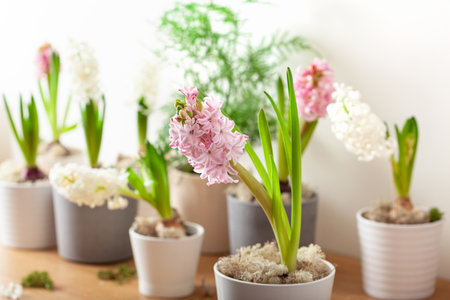 white pink hyacinth traditional winter christmas or spring flowerの写真素材