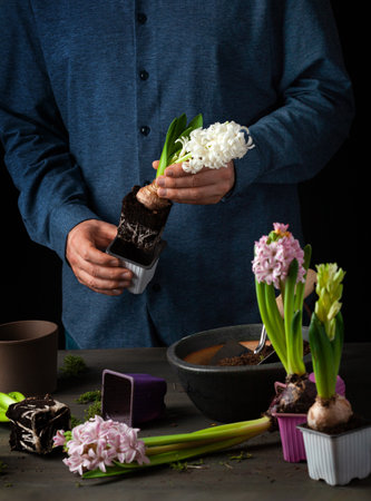 man gardener planting winter or spring flowers hyacinth on black backgroundの写真素材