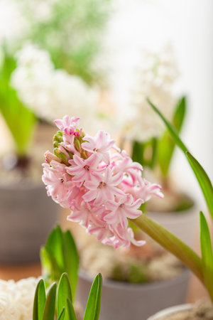 white pink hyacinth traditional winter christmas or spring flowerの写真素材
