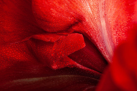 red winter christmas flower amaryllis Merry Christmas close-upの写真素材
