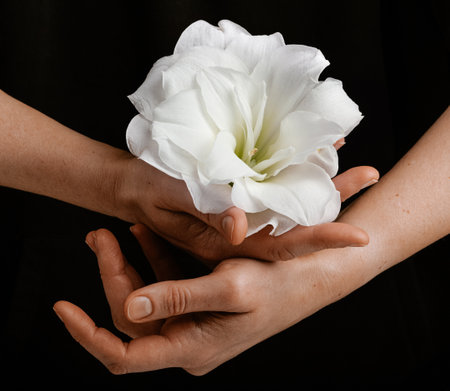 hands holding white fragile flower on black background, care love tenderness sensitivity conceptの写真素材