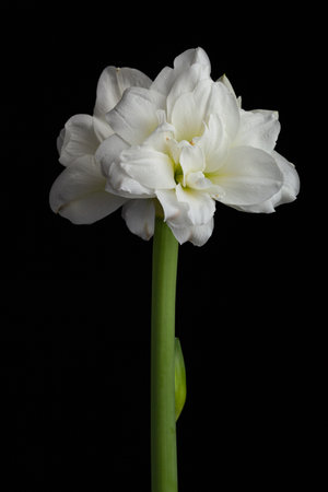 white winter christmas flower amaryllis on black backgroundの写真素材