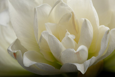 white winter christmas flower amaryllis backgroundの写真素材