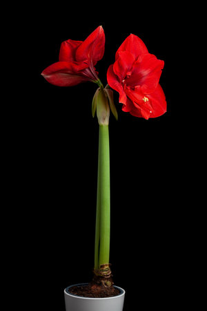 red winter christmas flower amaryllis on black backgroundの写真素材