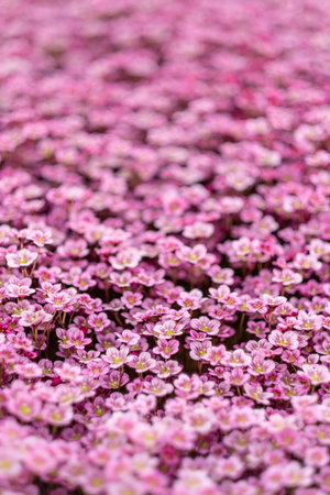 saxifraga small alpine pink flowers ground cover background