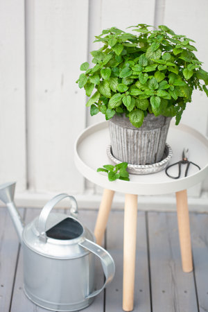 lemon balm (melissa) herb in flowerpot on balcony, urban container garden conceptの写真素材