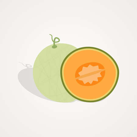 Tropical fruit set of muskmelon fruit illustration on isolated background designのイラスト素材