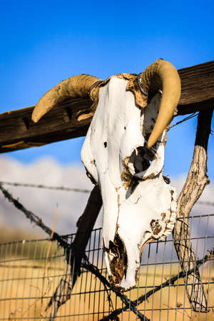 Cow skull ornament hanging on ranch gateの写真素材
