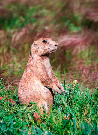 Alert prairie dog intent on keeping watchの写真素材