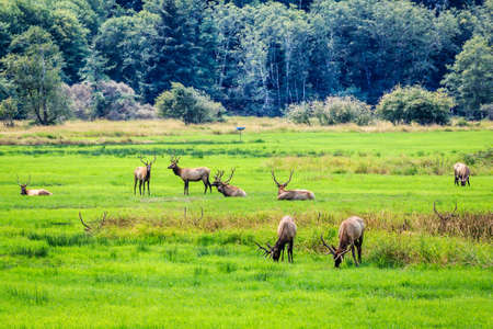Herd of elk grazing in a meadowの写真素材