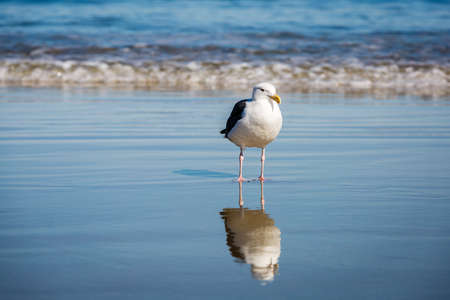 A seagull standing on the beach with his reflection in the sand and the surf behind him.