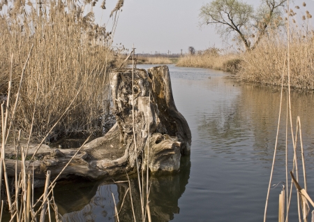 Stump, look like a dragonの写真素材