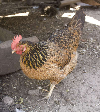 On a barnyard...の写真素材