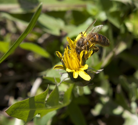 Bee on yellow dandelionの写真素材