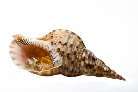 Big Sea Shell with Beabsの写真素材