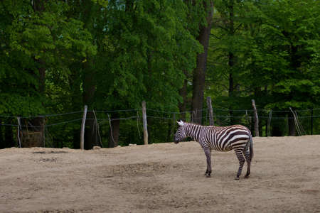 lone striped zebra living in captivity in the zooの写真素材