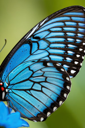 Closeup of a blue morpho butterfly with wings spread wide, perched on a green leaf in a natural setting. Macro photography of a beautiful, vibrant butterfly in nature.の素材