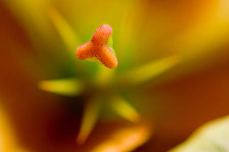 Lily Stamen Starburstの写真素材