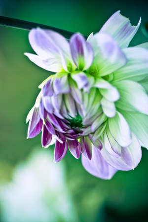 Hanging Flowerの写真素材