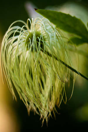 Hairy Flowerの写真素材