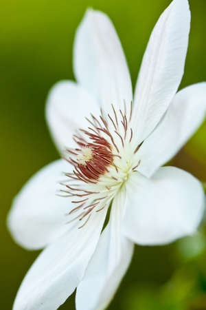 White Flower Bloomの写真素材