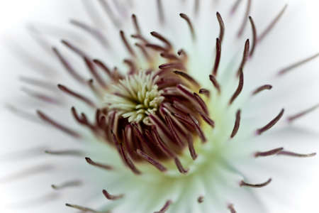 White Flower Coreの写真素材