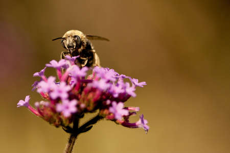 Bee on Pink Flowersの写真素材