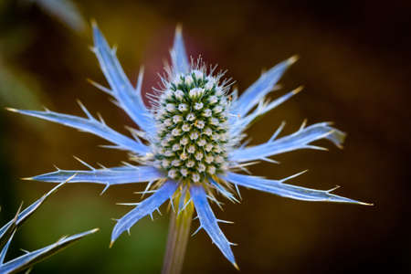 Blue Snowflake Flowerの写真素材